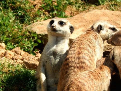 meerkat watch nature