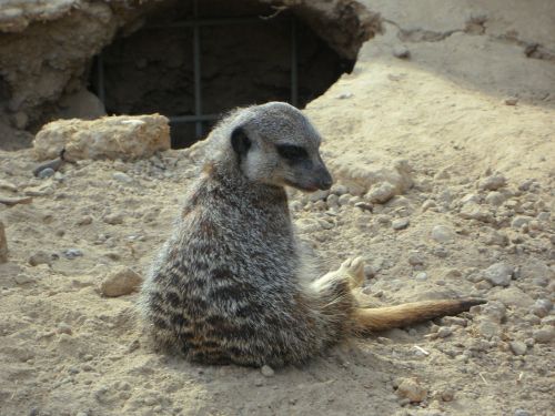 meerkat lonely sit