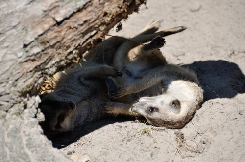 meerkat zoo animals