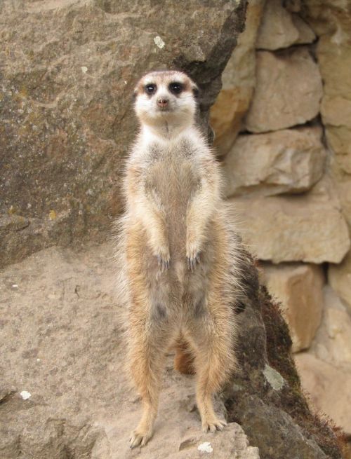 meerkat animal nature