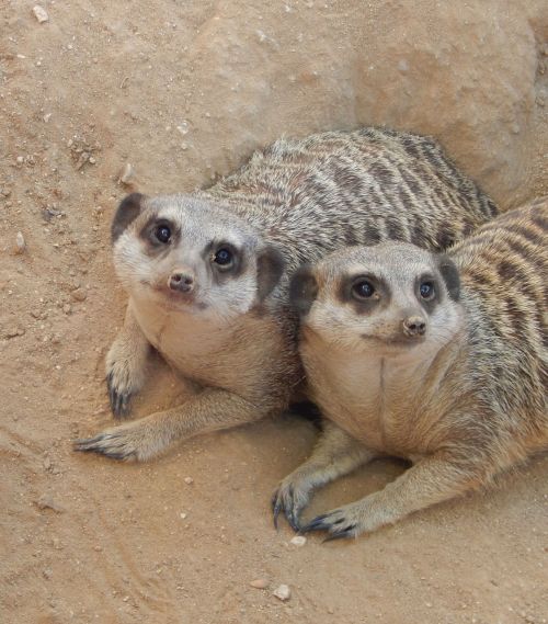 meerkat two meerkats mammal
