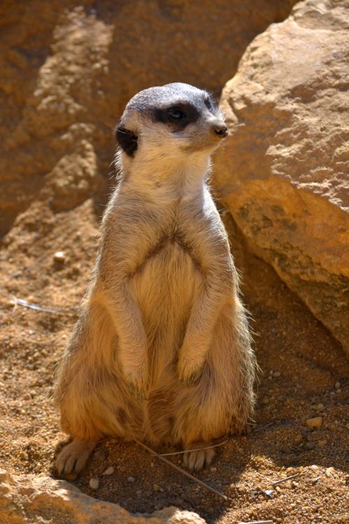 Meerkat 2