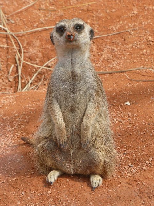 meerkat nature animal