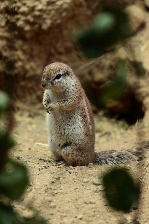 meerkat zoo cute