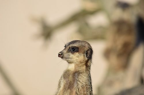 meerkat nature mammal