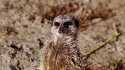 meerkat timon nature