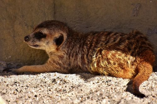 meerkat cute curious