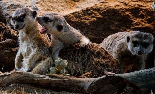 meerkat zoo lazy