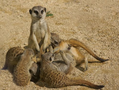 meerkat family zoo