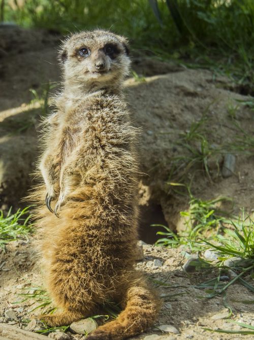 meerkat watchman dawn