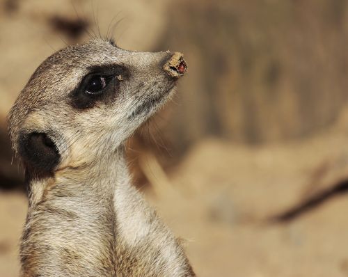 meerkat animal wild animal