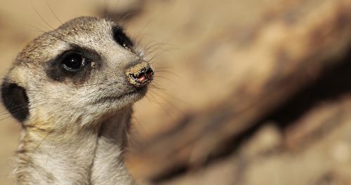 meerkat animal wild animal