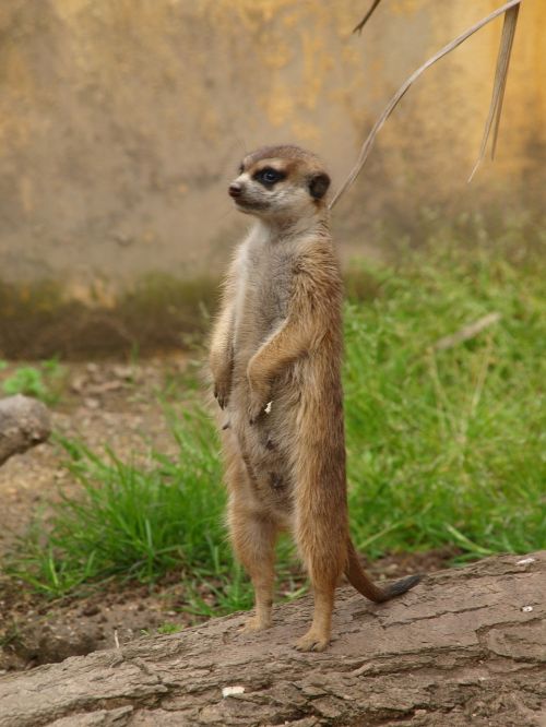 meerkat zoo observer