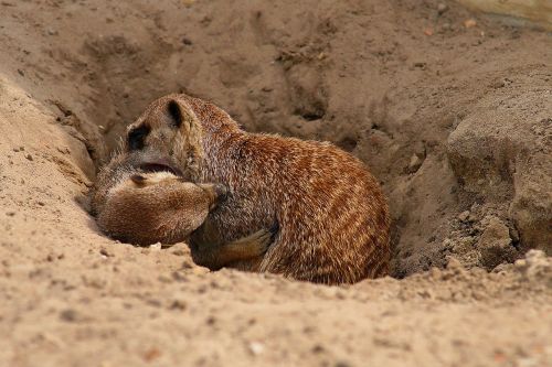 meerkat scramble meercat