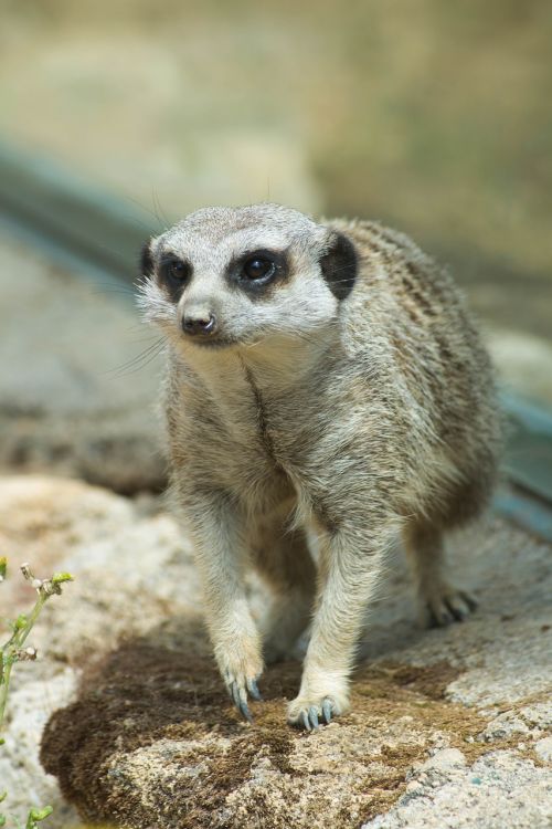 meerkat zoo animals