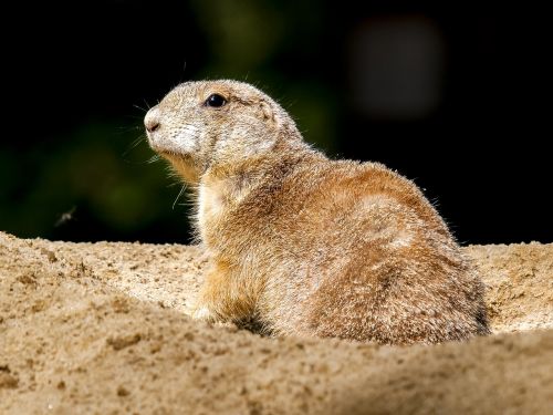 meerkat mammal animal