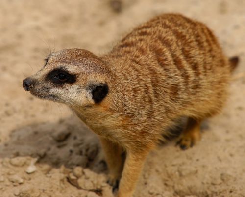 meerkat curious attention