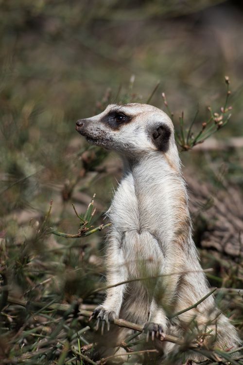 meerkat wildlife animal