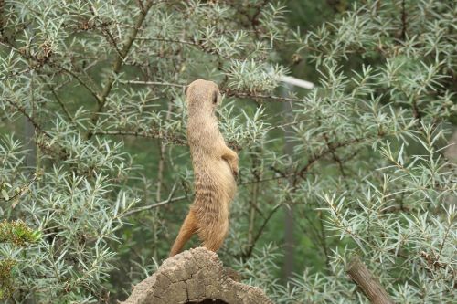 meerkat animal nature