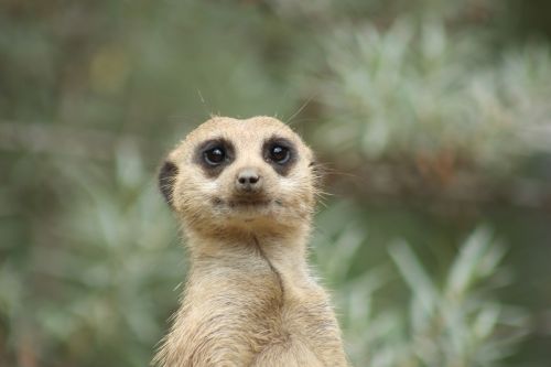 meerkat animal nature