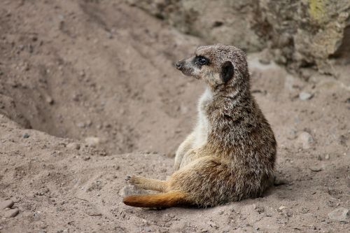 meerkat mongoose scharrtier