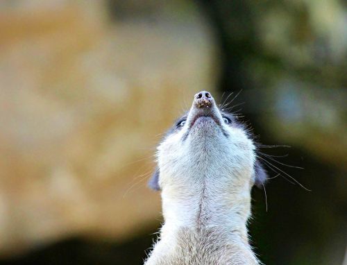 meerkat mongoose ausschau
