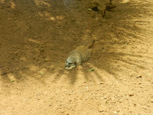 meerkat faunia nature