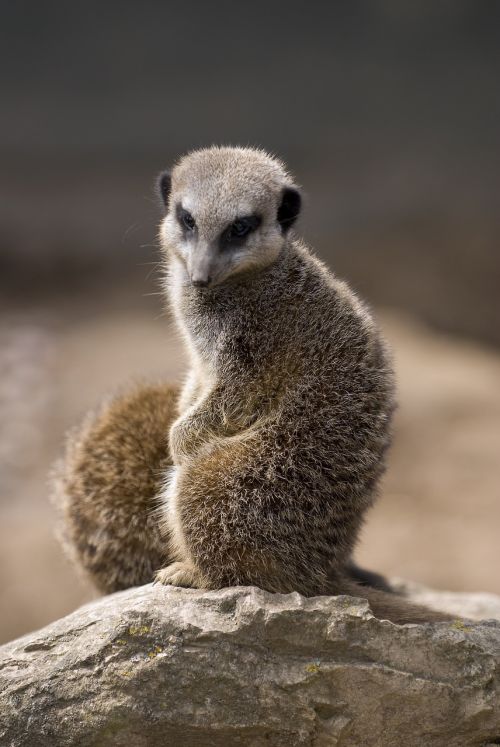 meerkat wildlife lonely