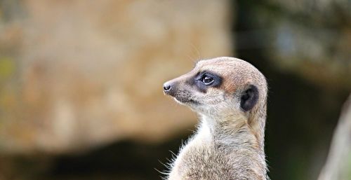 meerkat mongoose scharrtier