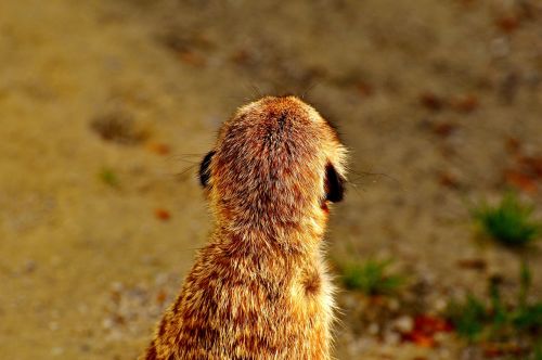 meerkat cute curious