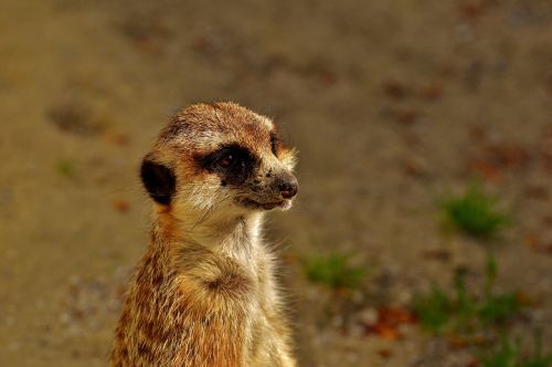 meerkat cute curious