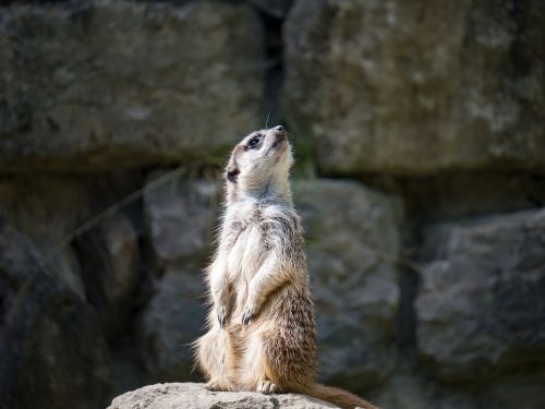 meerkat animals zoo