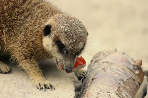 meerkat food meercat
