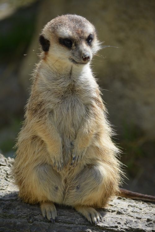 meerkat animal guard