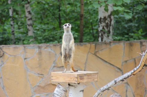 meerkat zoo living nature
