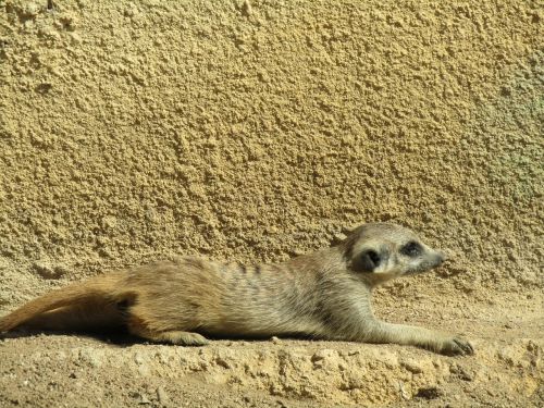 meerkat zoo mammal