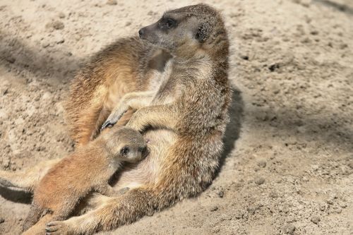 meerkat baby suckle