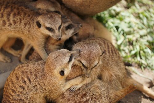 meerkat mammal zoo