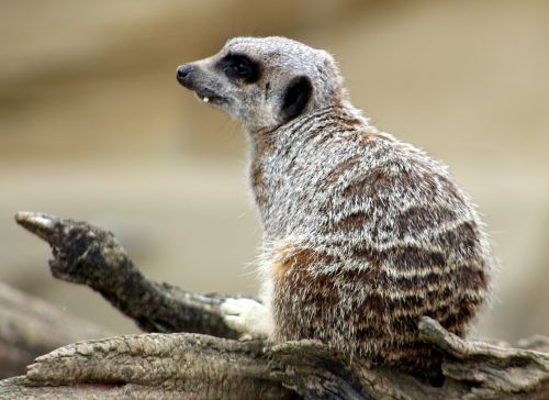 meerkat animal zoo