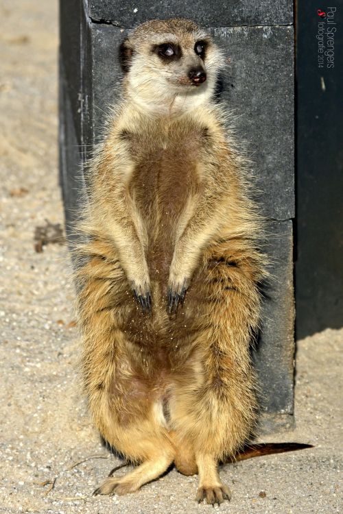 meerkat zoo family animal