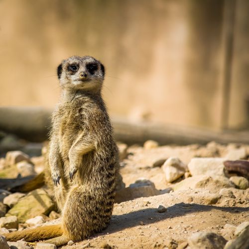 meerkat mongoose nature