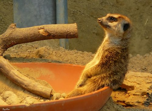 meerkat zoo animal