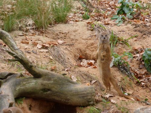 meerkat animal nature