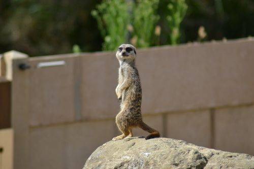 meerkat suricate simples