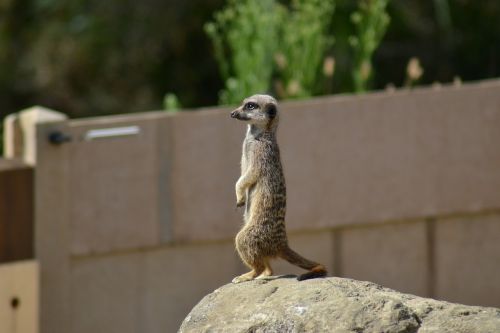 meerkat suricate simples