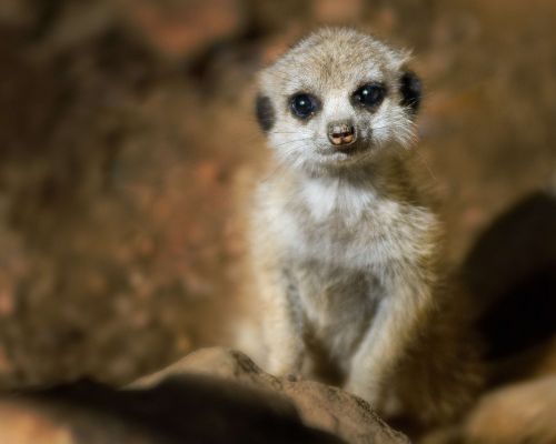 meerkat young baby