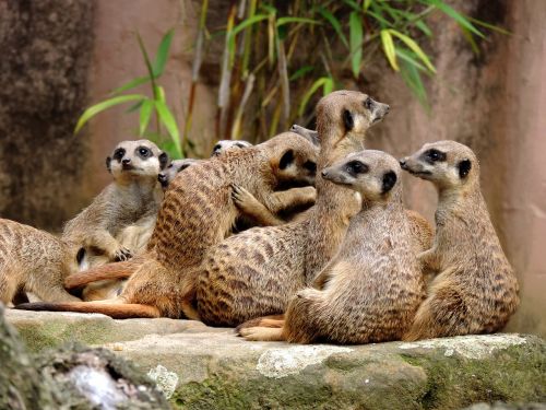 meerkat mongoose suricata