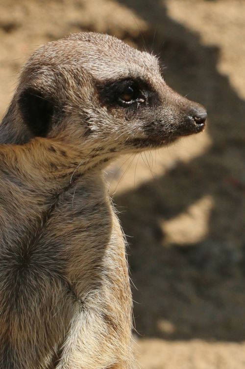 meerkat animal sandy