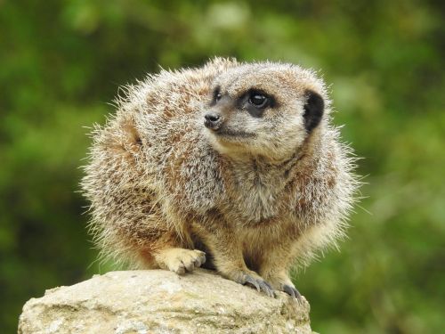 meerkat animal mammal