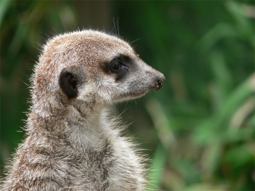 meerkat animal nature